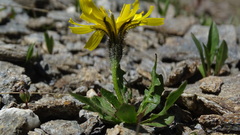 Scorzoneroides montana