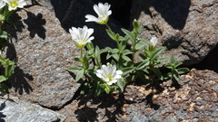 Cerastium latifolium