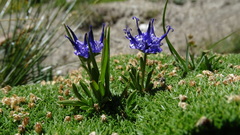 Phyteuma globulariifolium