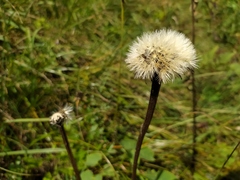 Hypochaeris uniflora