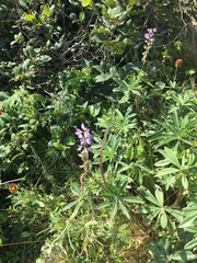 Lupinus polyphyllus polyphyllus