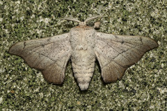 Cicinnus melsheimeri