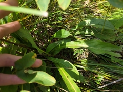Hypochaeris uniflora