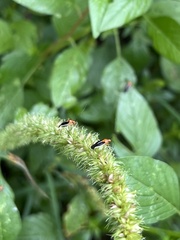 Ganocapsus filiformis