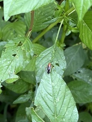 Ganocapsus filiformis