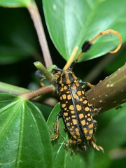 Aristobia approximator