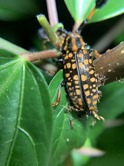 Aristobia approximator