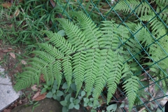 Macrothelypteris