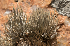 Roccella phycopsis