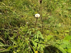 Hypochaeris uniflora