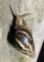 Lissachatina fulica
