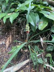 Aechmea angustifolia