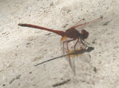 Trithemis arteriosa