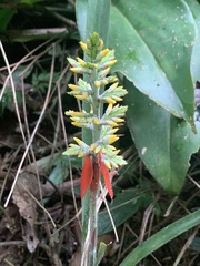 Aechmea angustifolia