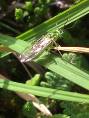 Tenthredo olivacea