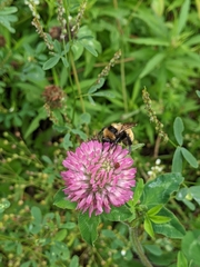 Bombus borealis image
