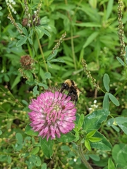 Bombus borealis image