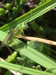 Tenthredo olivacea