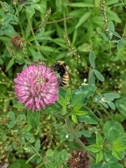 Bombus borealis image