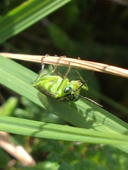 Tenthredo olivacea