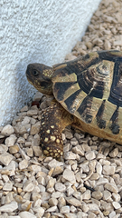 Testudo hermanni