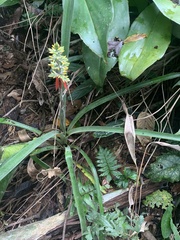 Aechmea angustifolia