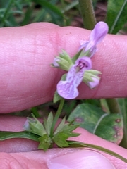 Stachys hyssopifolia