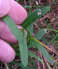 Stachys hyssopifolia