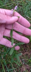 Stachys hyssopifolia