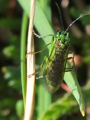 Tenthredo olivacea