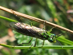 Tenthredo olivacea