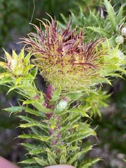 Cullumia carlinoides