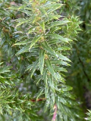 Cullumia carlinoides