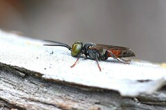 Tachysphex obscuripennis