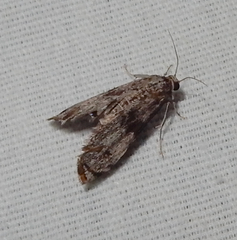 Petrophila schaefferalis