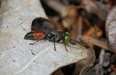 Tachysphex obscuripennis