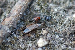 Tachysphex obscuripennis