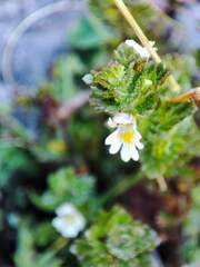 Euphrasia hirtella