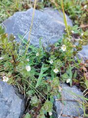 Euphrasia hirtella