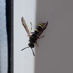 Ancistrocerus
