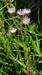 Erigeron alpinus