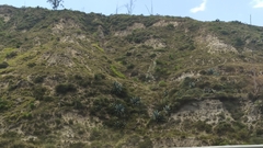 Agave cordillerensis