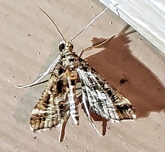 Diasemiopsis leodocusalis