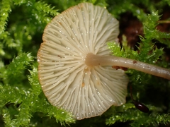 Hydropus marginellus