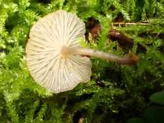 Hydropus marginellus