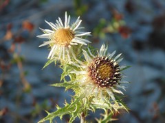Carlina vulgaris
