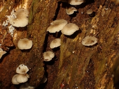 Hydropus marginellus