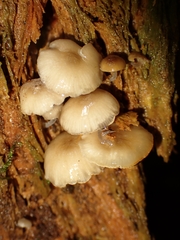 Hydropus marginellus