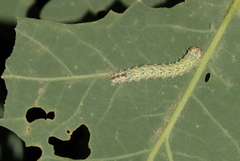 Acronicta increta