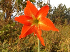 Hippeastrum striatum